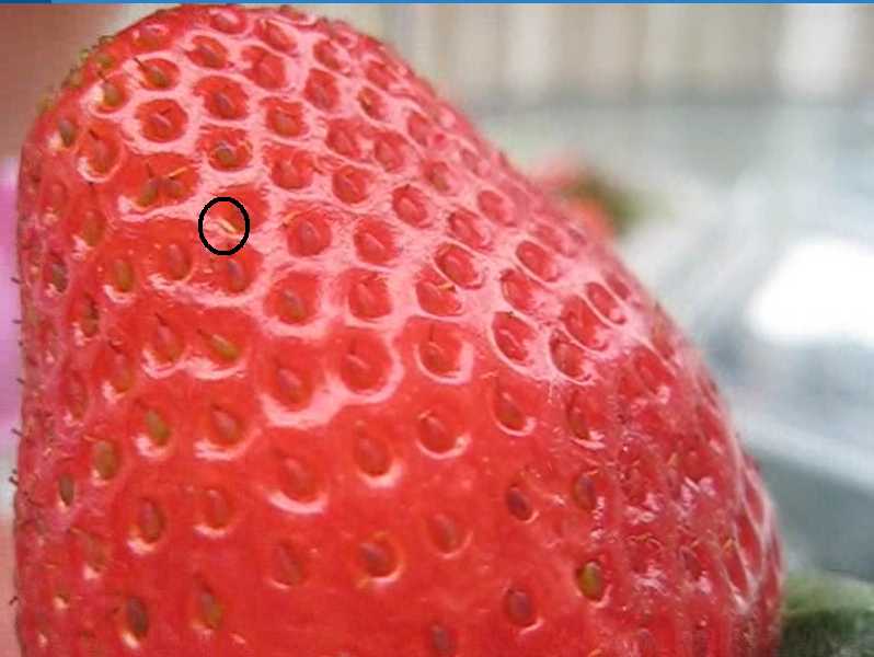 StrawberryBug1